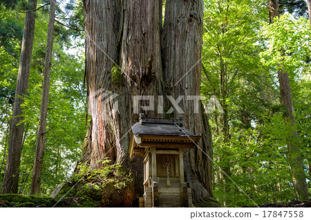 秋田雪松天然寶藏 17847558