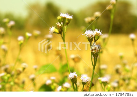 grass in winter of nature 17847882