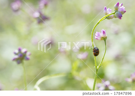 Ladybird Ladybird 17847896