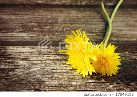 Dandelions on wooden background Dandelions on wooden background 17849198