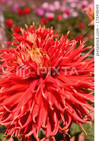Hiroshima prefecture Sera highland farm Hiroshima prefecture Sera highland farm 17849649