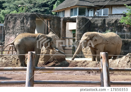 African elephant African elephant 17850353