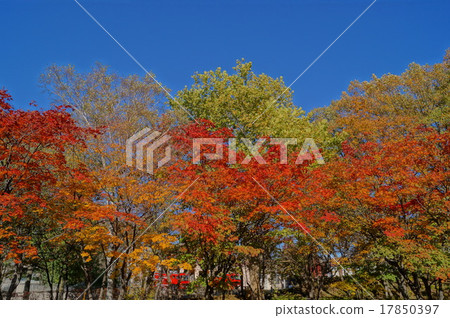 Fall in Sapporo Fall in Sapporo 17850397