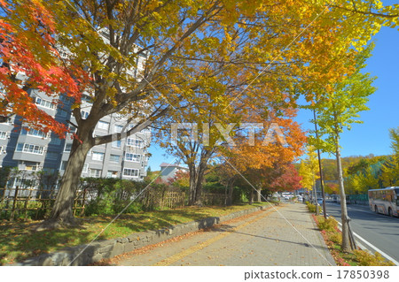 Fall in Sapporo Fall in Sapporo 17850398