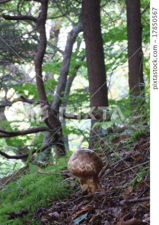 Toga松茸 17850567