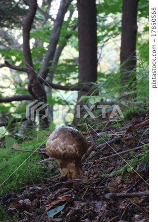 Toga matsutake Toga matsutake 17850568