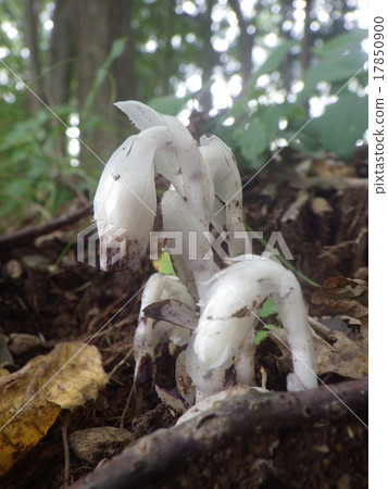 Yuurei Take (Ginseng) 17850900