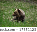 Grizzly child 17851123