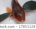 Gurnard 17851128