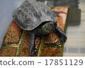 A turtle 17851129