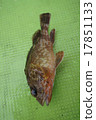 Scorpion fish 17851133
