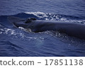 Bryde Whale 17851138