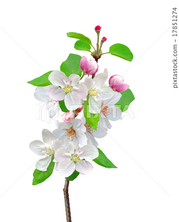 Closeup of Apple blossoms with sample text 17851274