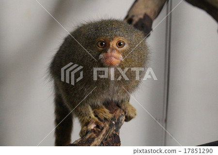 小猴子 小猴子 17851290