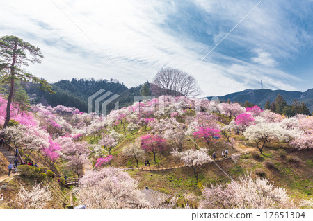 Yoshino Umezo盛開 Yoshino Umezo盛開 17851304