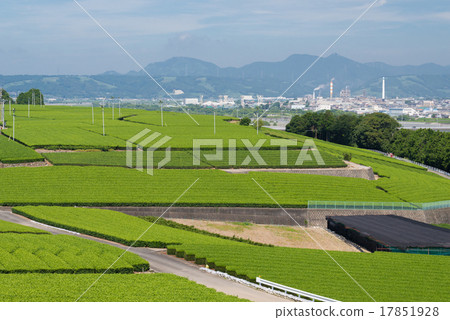 茶園和Oigawa 17851928