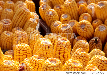 Corn harvesting, heap of crop Corn harvesting, heap of crop 17852727