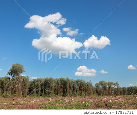 Wood exploitation Wood exploitation 17852731