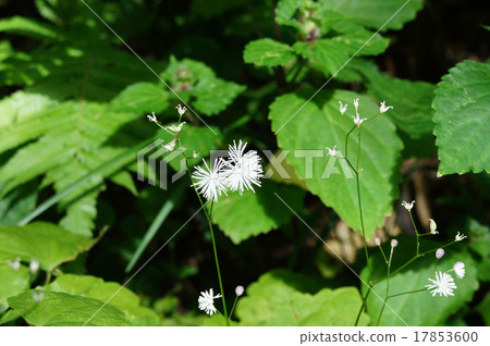 Larchaceous Larchaceous 17853600