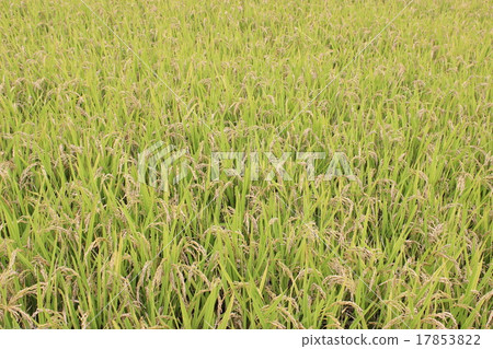 Rice field 17853822