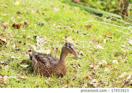 Sitting mallard Sitting mallard 17853823