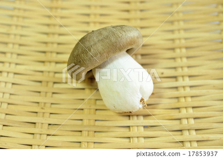 Daikoku Shimeji 17853937