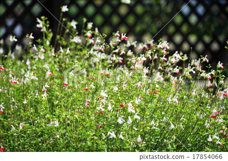 九月花櫻桃鼠尾草/ Labiata 14熱嘴唇 九月花櫻桃鼠尾草/ Labiata 14熱嘴唇 17854066