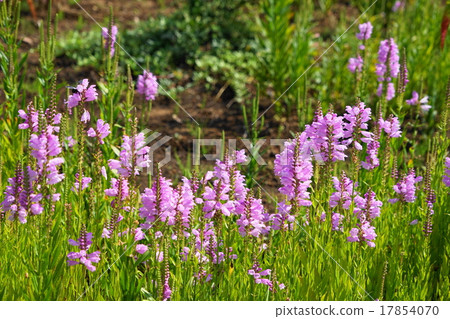 September flower Hana Toranoow · Labiaceae 39 17854070