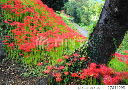 September Flower Higambuna · Higanbana 174 Kokutokuji 17854095