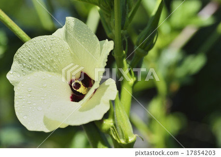 Okra flowers (pale yellow) and fruits 17854203
