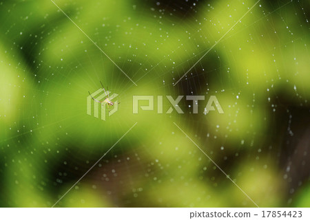 Naga Koganegumo的巢 Naga Koganegumo的巢 17854423