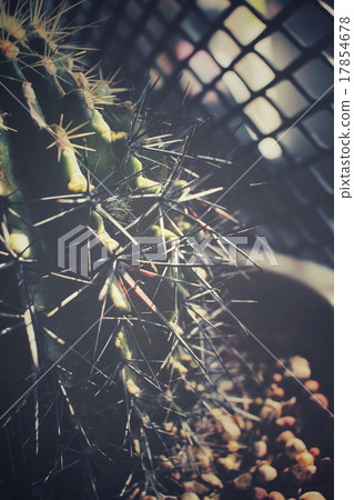 Cactus with shadow Cactus with shadow 17854678