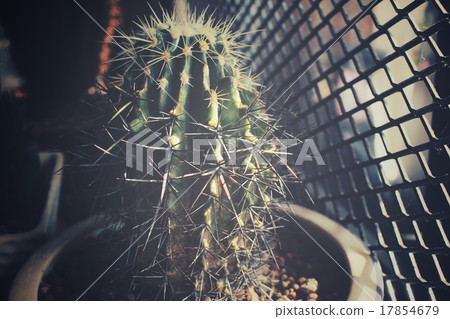 Cactus with shadow Cactus with shadow 17854679