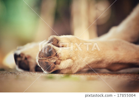 Dog foot 17855004