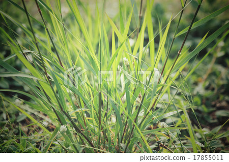 Vetiver grass 17855011
