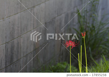 Higanki flower shade block wall 17855238