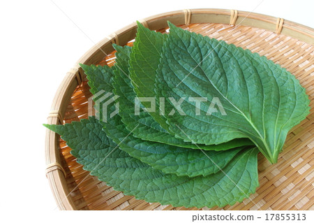 紫蘇 紫蘇 17855313