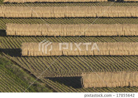 米飯乾燥 17855642