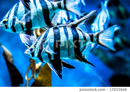 Tropical fish Tropical fish 17855666