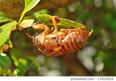 Insects: Cicadian scraps Insects: Cicadian scraps 17855828