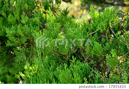 Trees: Kazuki Buchi Hinoki 17855833