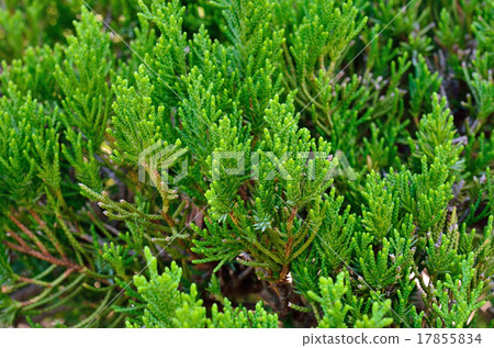 Trees: Kazuki Buchi Hinoki 17855834