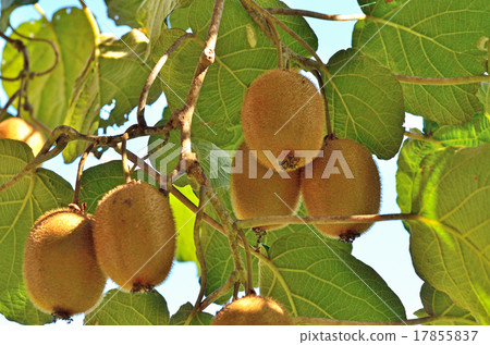 樹木：Kuwai Matautakei 17855837