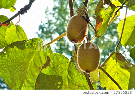 樹木：Kuwai Matautakei 17855838