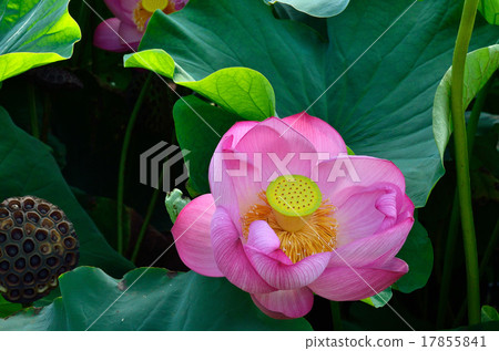 植物：Hath lotus 17855841