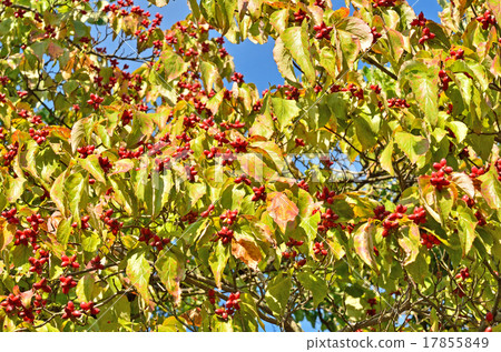 樹木：紅花山茱萸 17855849