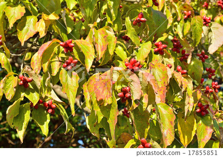 樹木:紅花山茱萸 樹木:紅花山茱萸 17855851