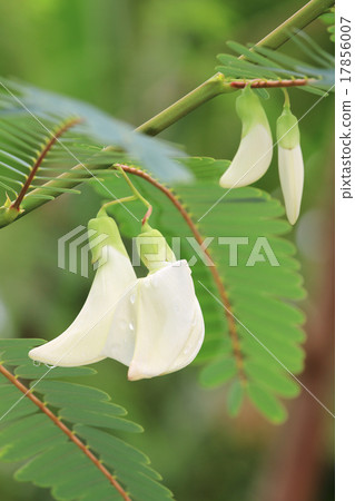 agasta flower on tree. 17856007