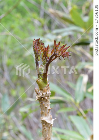 Tara bud 17856139