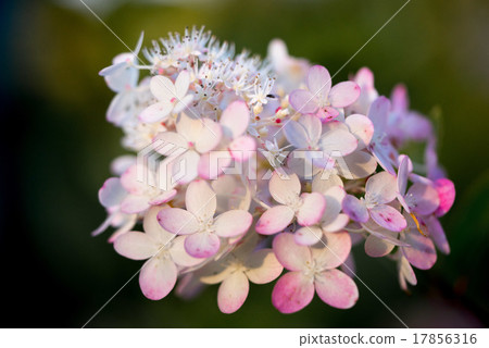 Pastel pink mophead hydrangea flower Pastel pink mophead hydrangea flower 17856316